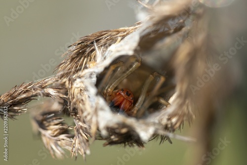 Nurse's thorn finger, arachnida, cheiracanthium punctorium, thorn finger, arachnids, spiders, yellow sac spider