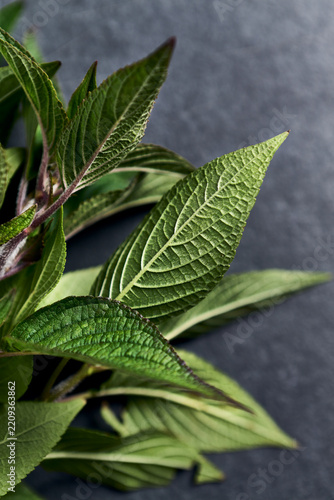 Macro of fresh organic lemon verbena leaves on dark stone background