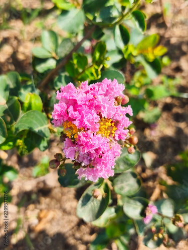 Close Up Pink Crape Myrtle Flower Cluster in Garden