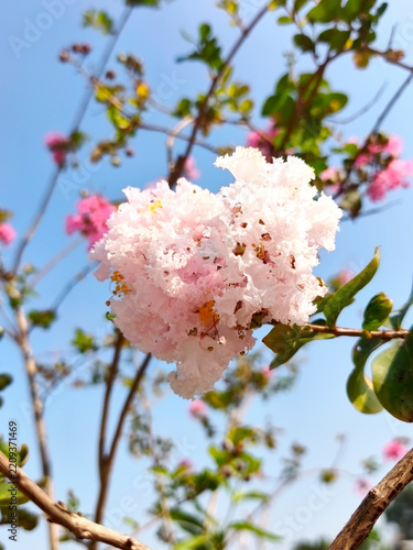 Close Up Delicate Light Pink Crape Myrtle Blossom Against Blue Sky