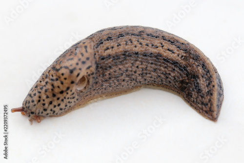 Horizontal close-up of leopard slug Limax maximus on light background, detailed spotted gastropod with visible skin texture, tentacles, natural shadow, biology, wildlife and zoology concept.