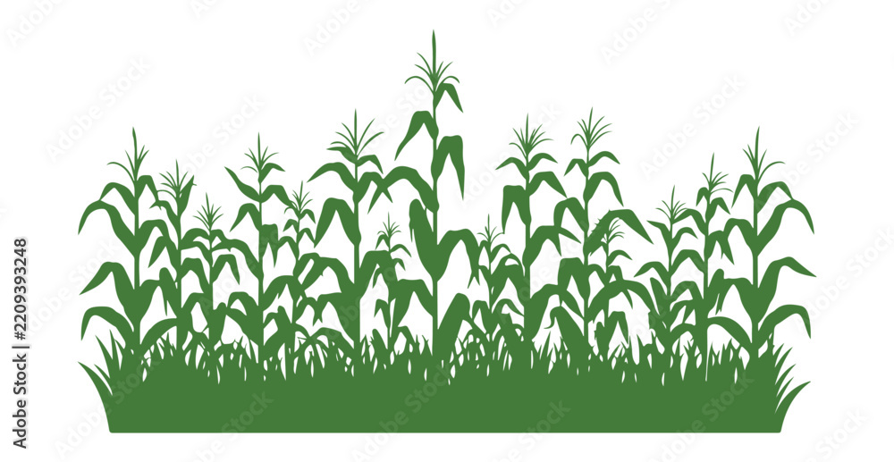 Obraz premium Green corn stalks isolated on white in a flat vector style.