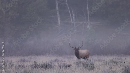 Bull Elk During the Rut in Grand Teton National Park Wyoming in Autumn