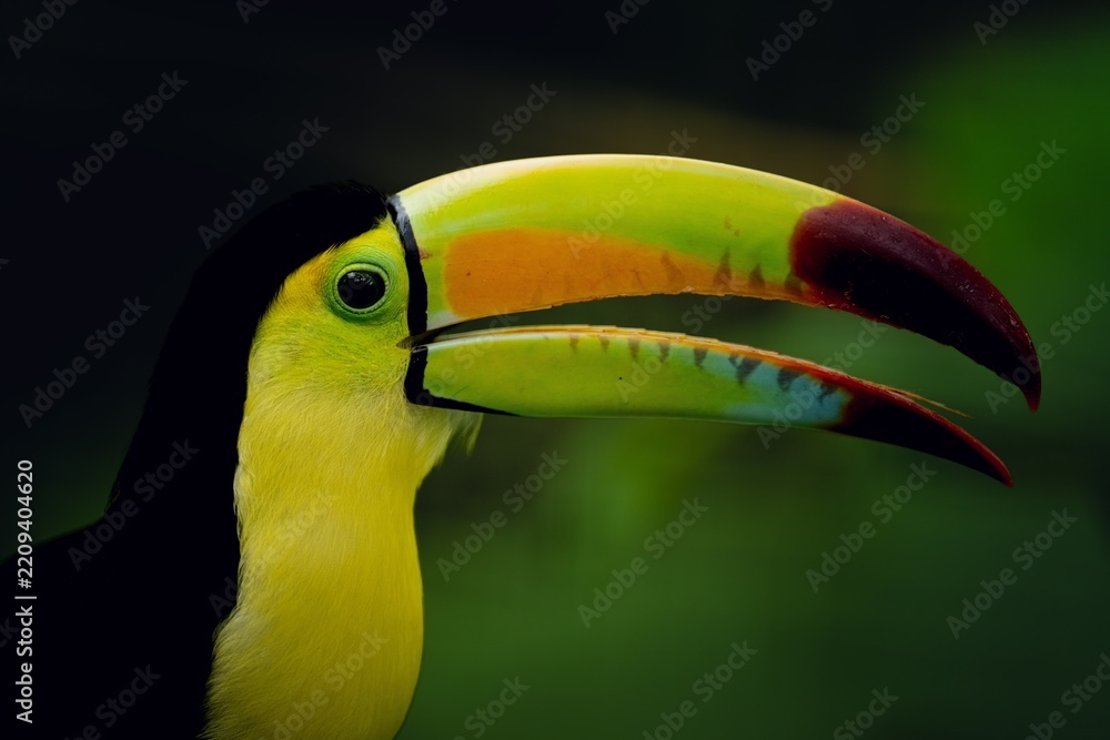 Obraz premium toucan on a green background