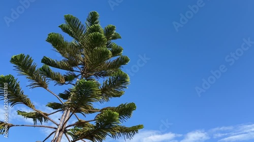 Static shot of a Norfolk Island pine swaying gently in bright sunlight against a blue sky with copy space.