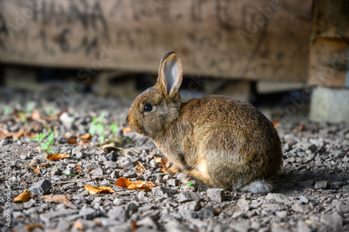 Kaninchen seitlich