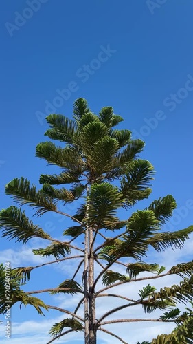 Static vertical shot of Norfolk Island pine swaying gently in a light breeze against blue sky.