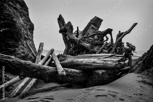 dead tree on the beach