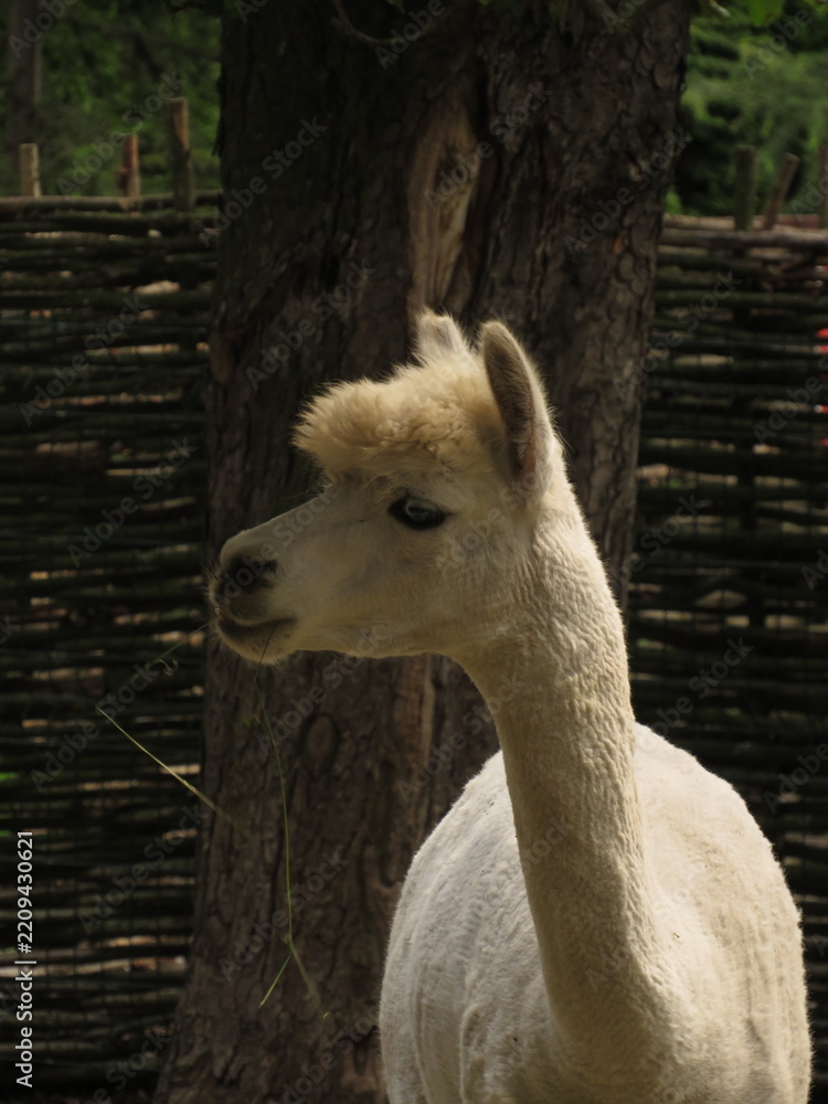 Obraz premium White Alpaca Portrait