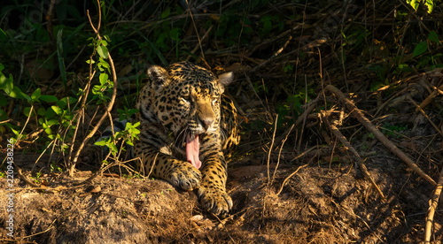 Jaguar Resting on a Riverbank with mouth open and tongue protruding in the Pantanal Wetlands, Brazil