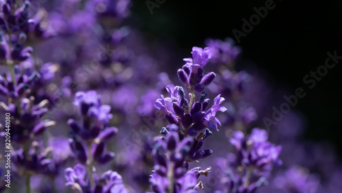 Lavender violet background . Blooming fragrant lavender flowers on a field. A...