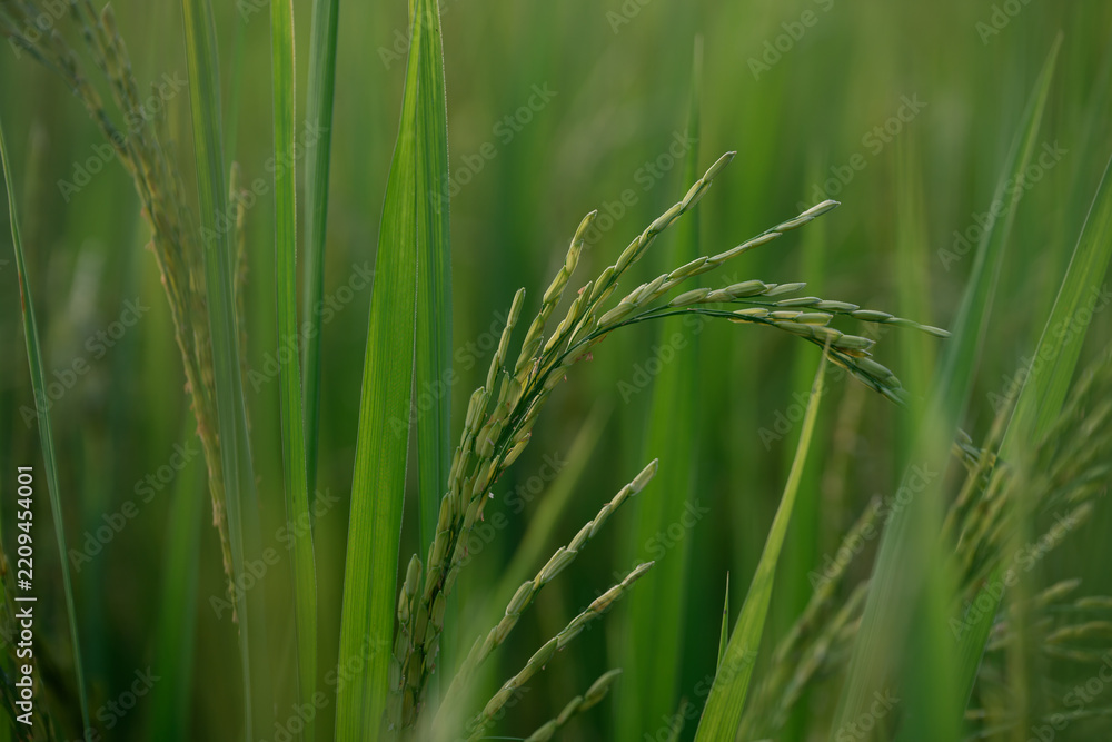 Fototapeta premium Green rice plant paddy field agriculture close up nature rural food grain crop outdoor summer growth peaceful