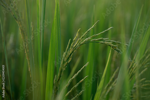 Green rice plant paddy field agriculture close up nature rural food grain crop outdoor summer growth peaceful