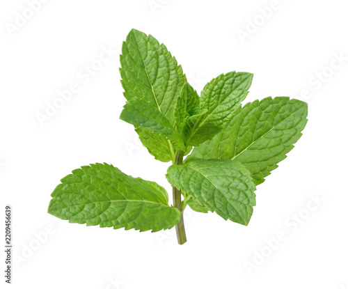Fresh green mint sprig with vibrant leaves isolated on a clean white background for culinary use