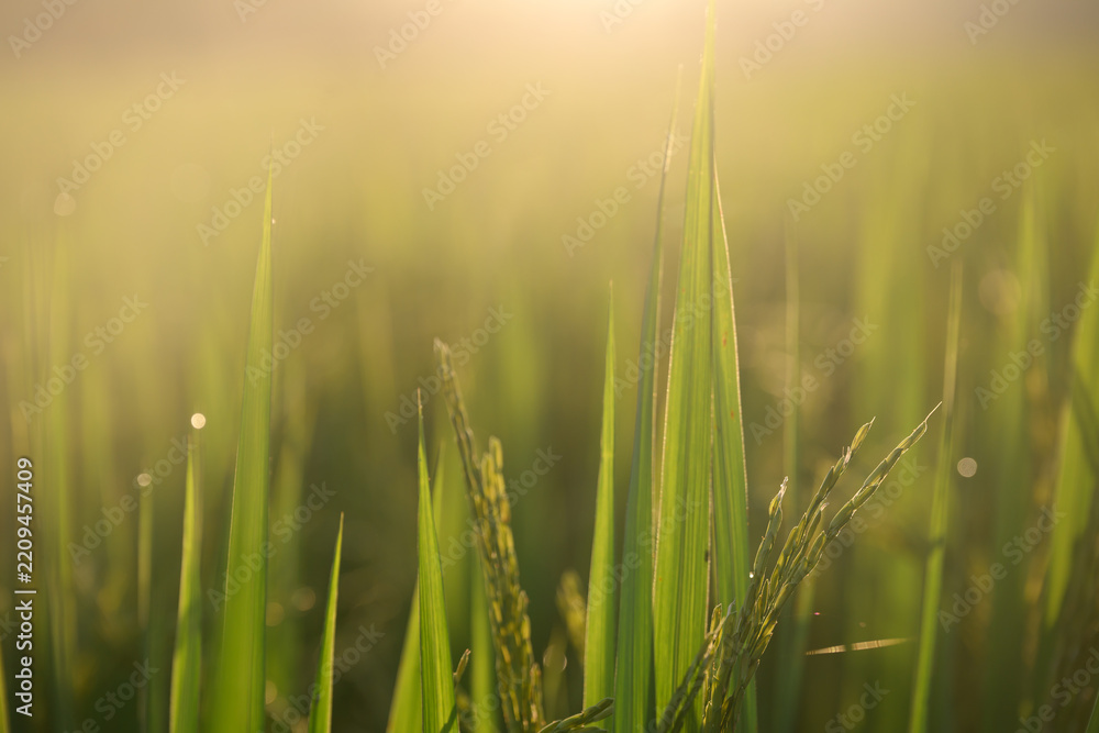 Obraz premium Green rice plant sunlight morning dew field agriculture nature rural growth freshness outdoor peaceful