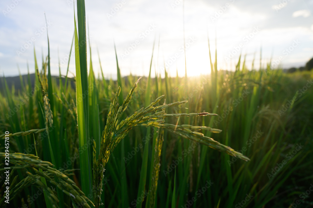 Obraz premium Green rice plant paddy field agriculture sunlight rural nature outdoor summer growth landscape food crop