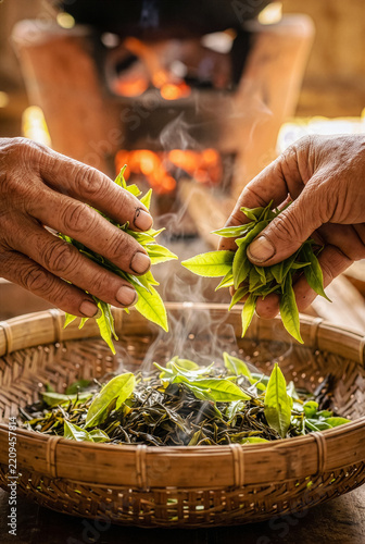 Close up hands holding fresh green tea leaves over traditional bamboo basket with roasting fire in background.