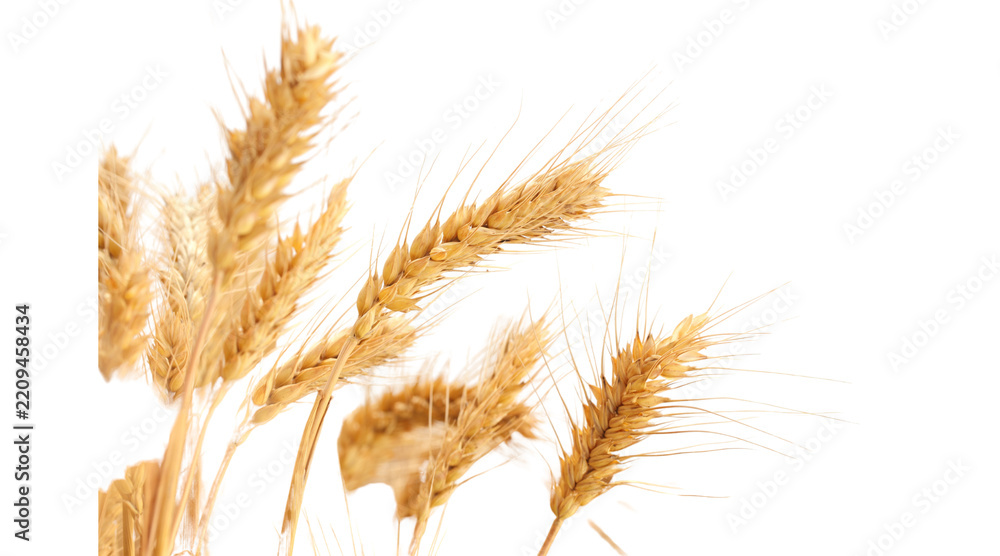 Fototapeta premium wheat, golden wheat, wheat ears, wheat stalks, wheat spike, grain, cereal, wheat PNG, grain PNG, PNG