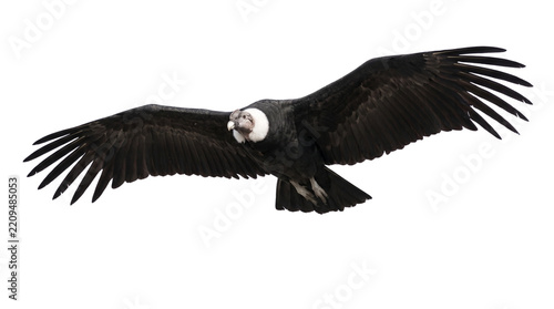 flying andean condor isolated on transparent background png