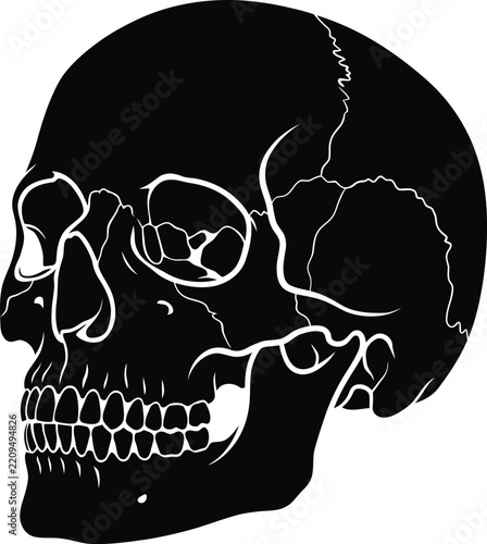 Detailed black and white illustration of a human skull in profile view on a white background