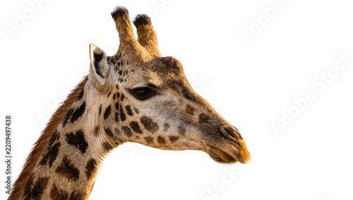 Close-up profile of a giraffe head with distinctive spots, isolated on transparent background