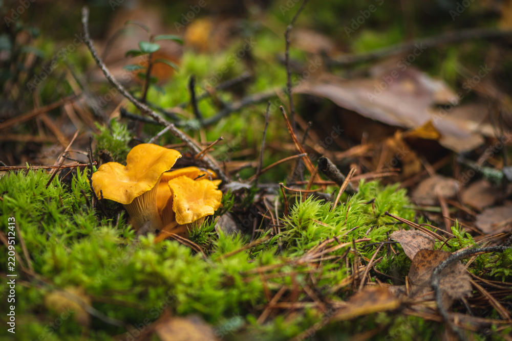 Obraz premium Cluster of yellow chanterelle mushrooms growing in the moss in a forest in autumn