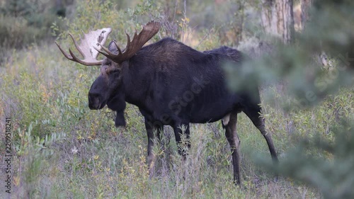 Bull Shiras Moose During the Rut in Autumn in Grand Teton National Park Wyoming