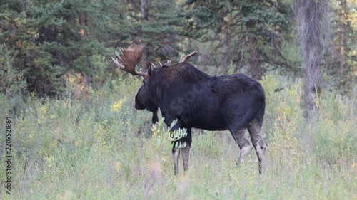 Bull Shiras Moose During the Rut in Autumn in Grand Teton National Park Wyoming