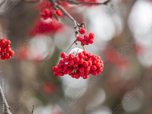 A bunch of red rowan in autumn leaves.