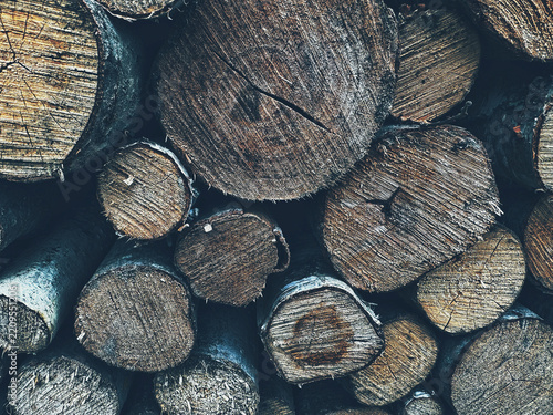 Close-up of natural wood log ends with weathered circular grain, rough organic texture and muted earthy blue tones. Rustic timber surface for backgrounds, woodworking, crafts, design and natural.