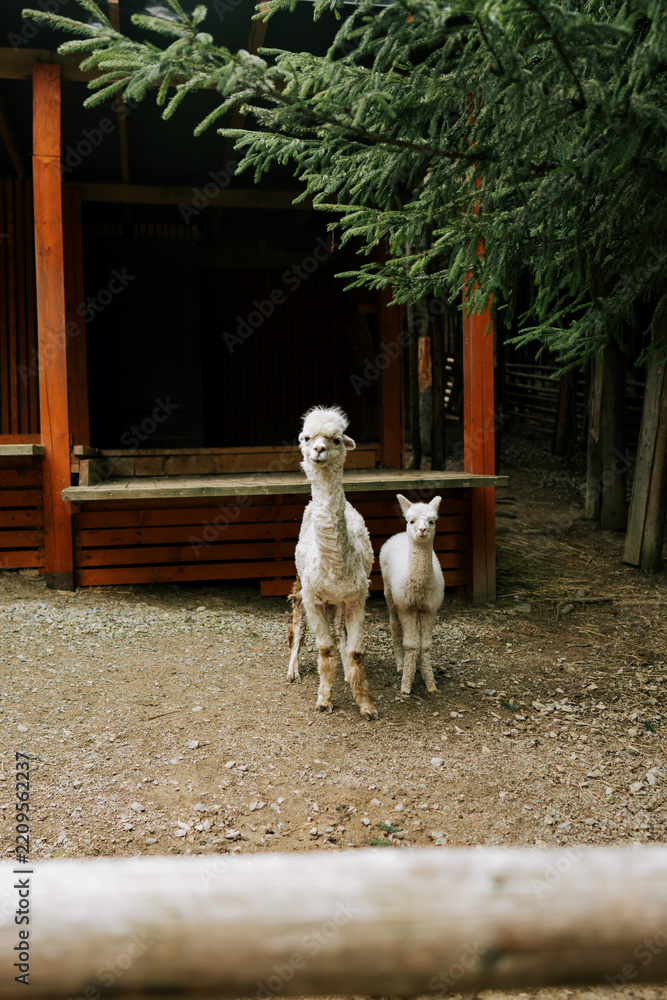 Fototapeta premium White alpaca mother and baby by a wooden building and spruce tree in