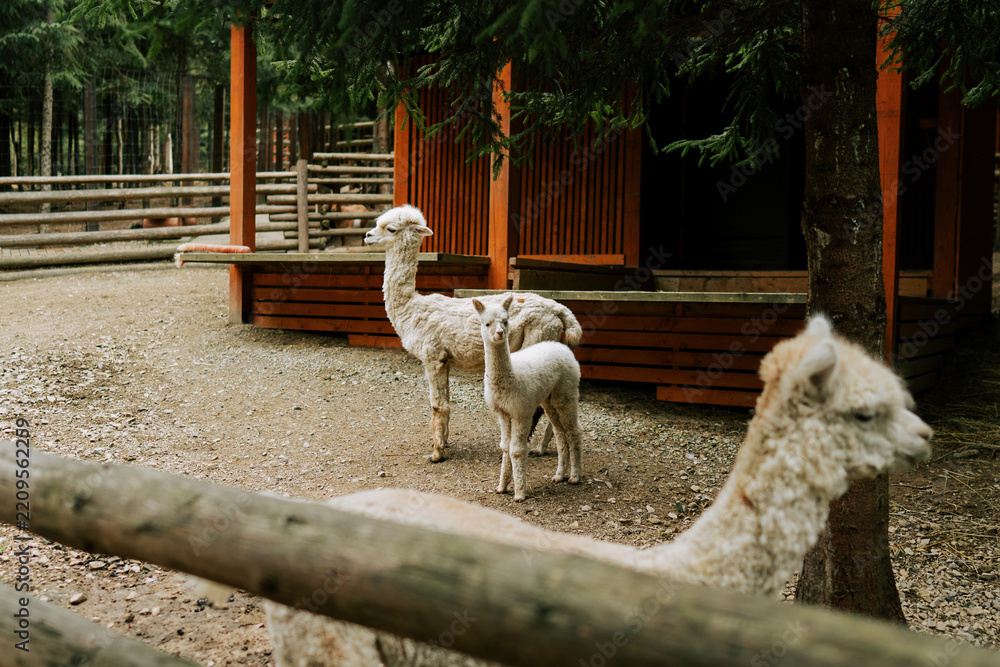 Fototapeta premium White alpacas with their young cria standing in an outdoor enclosure