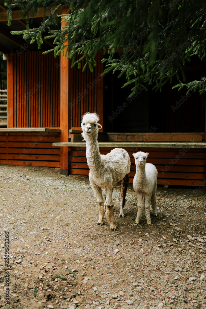Obraz premium Adult alpaca and baby standing by a wooden shelter outdoors