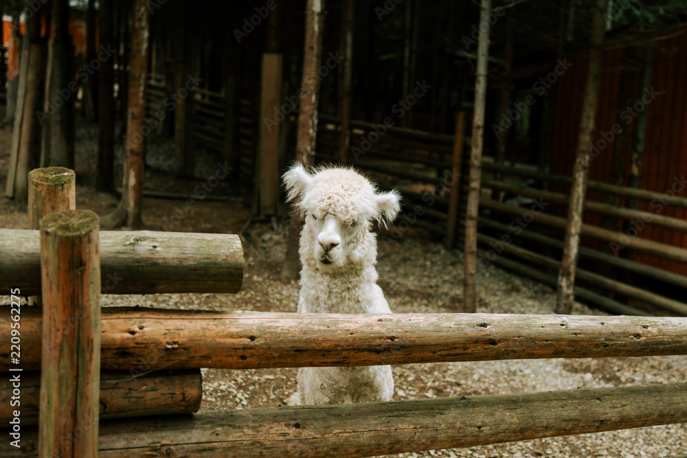 Obraz premium White alpaca standing behind a wooden log fence in a shaded farm