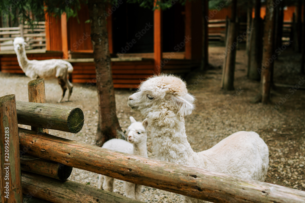 Obraz premium White alpacas stand near a wooden fence inside an outdoor enclosure