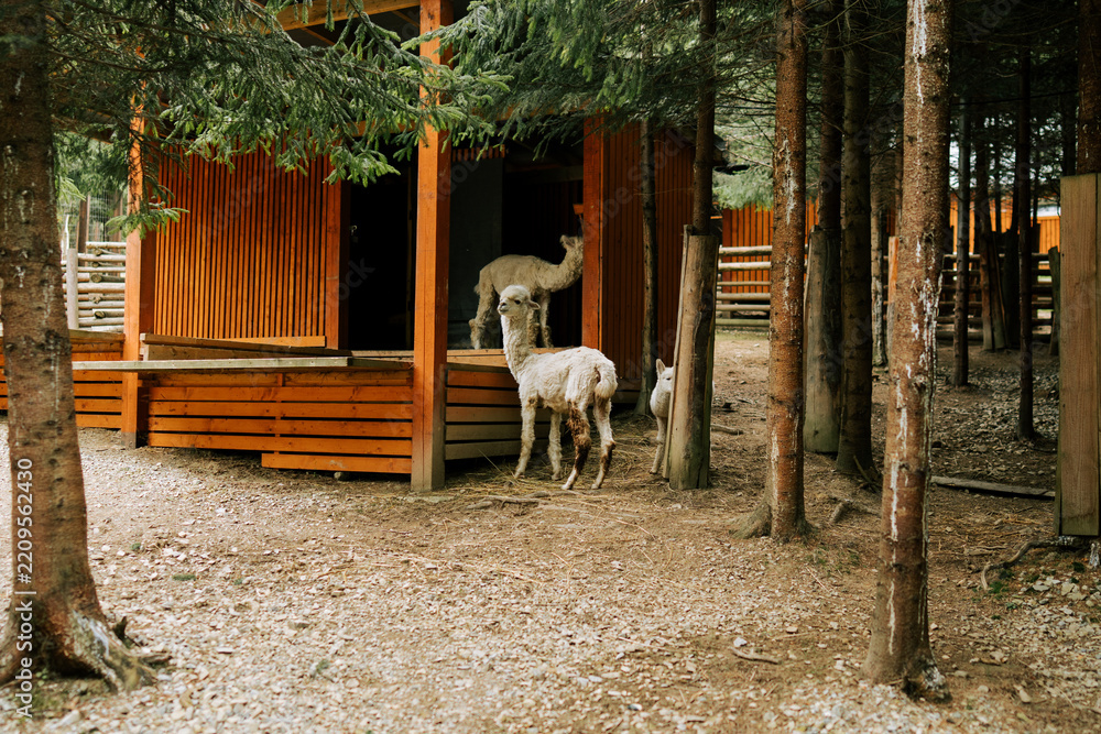 Fototapeta premium White alpacas stand near a wooden shelter in a forest area during