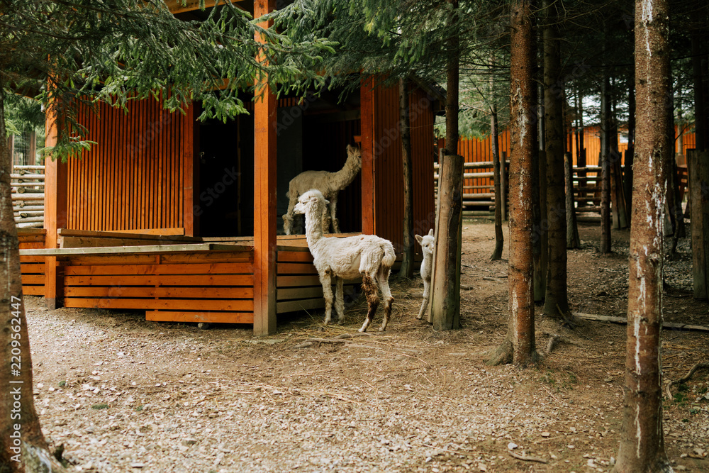 Obraz premium White alpacas standing near a wooden shelter in a forest enclosure