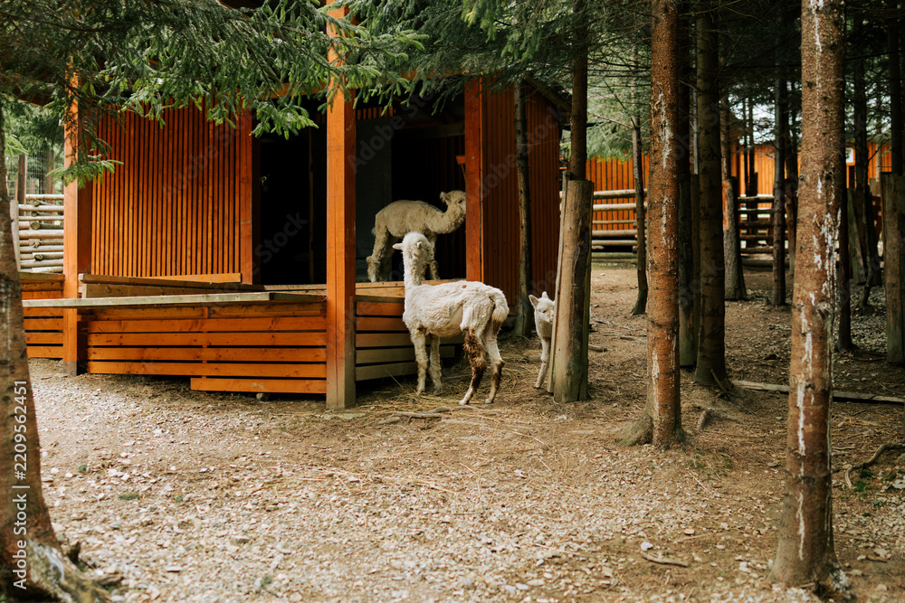Fototapeta premium White alpacas resting near a wooden shelter in a forest area during