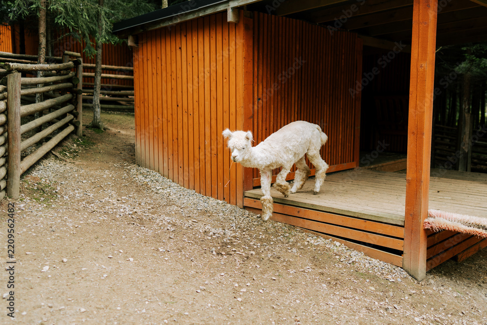 Fototapeta premium White baby alpaca stepping out of a wooden shelter in a farm