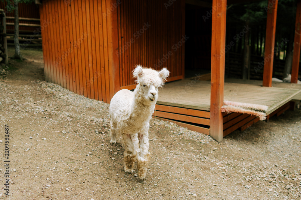 Obraz premium Cute white alpaca walking on a dirt path in front of a rustic wooden