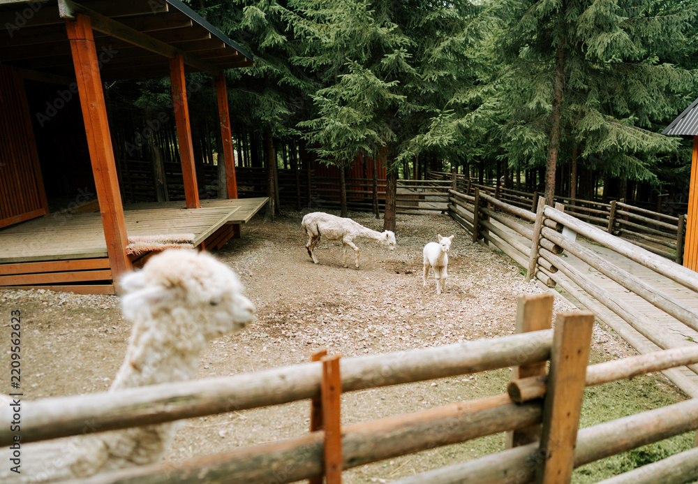 Obraz premium White alpacas graze in a fenced wooden enclosure near cabins during