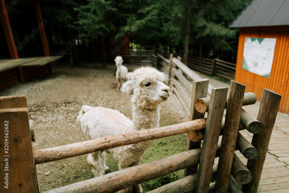 Fototapeta premium White alpacas standing inside a wooden enclosure at a forest farm