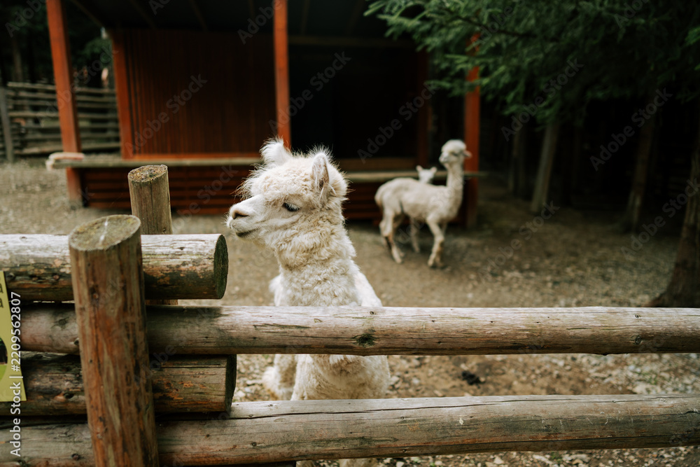 Fototapeta premium White fluffy alpaca standing behind a wooden fence at a farm during