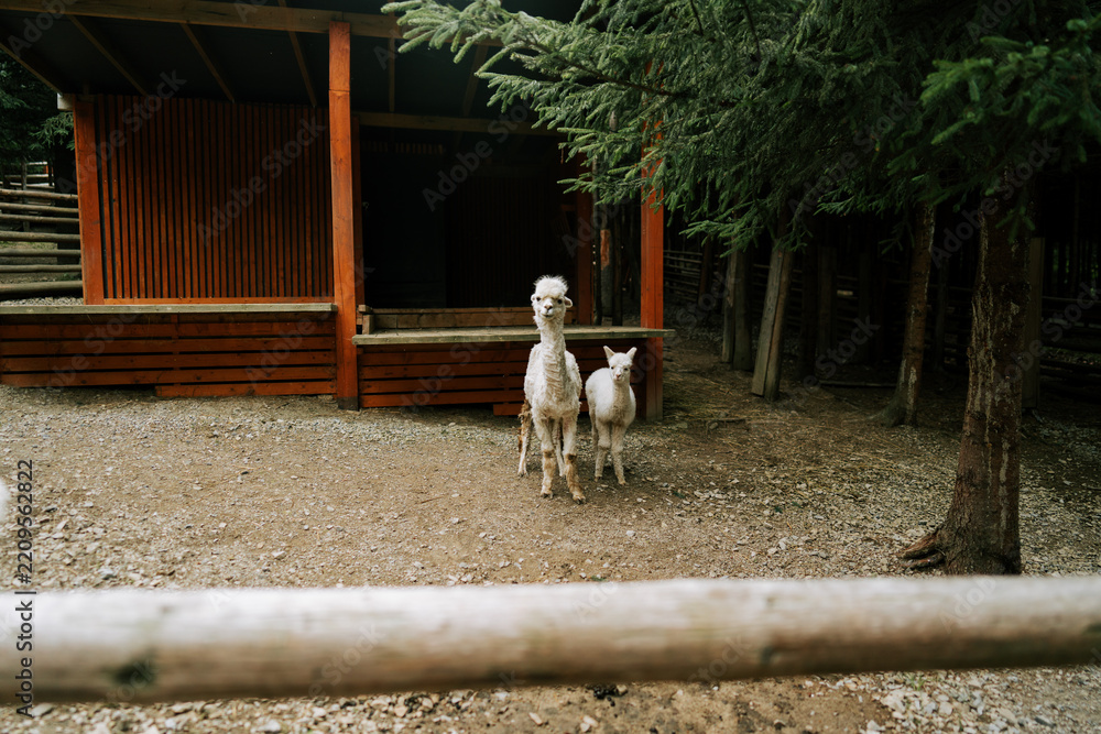 Obraz premium White alpacas standing near a wooden building in a forest area
