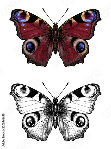 Peacock Butterfly Aglais Io Illustration Set with Detailed Hand-Drawn Color and Black and White Line Art Wings