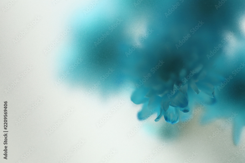 Fototapeta premium Smoke selected soft focus blue chrysanthemum aster Flower through translucent matte frosted glass. Abstract natural blurred grain light fog background.