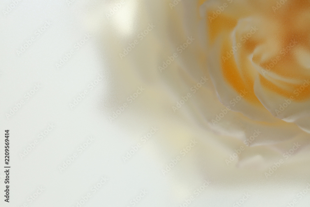 Fototapeta premium Smoke selected soft focus cream beige white Rose Flower bud Petals through translucent matte frosted glass. Abstract natural blurred grain light fog background.