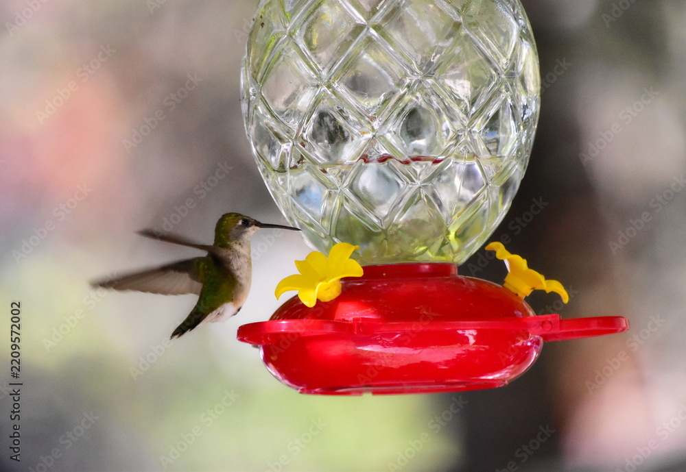 Fototapeta premium Hummingbird