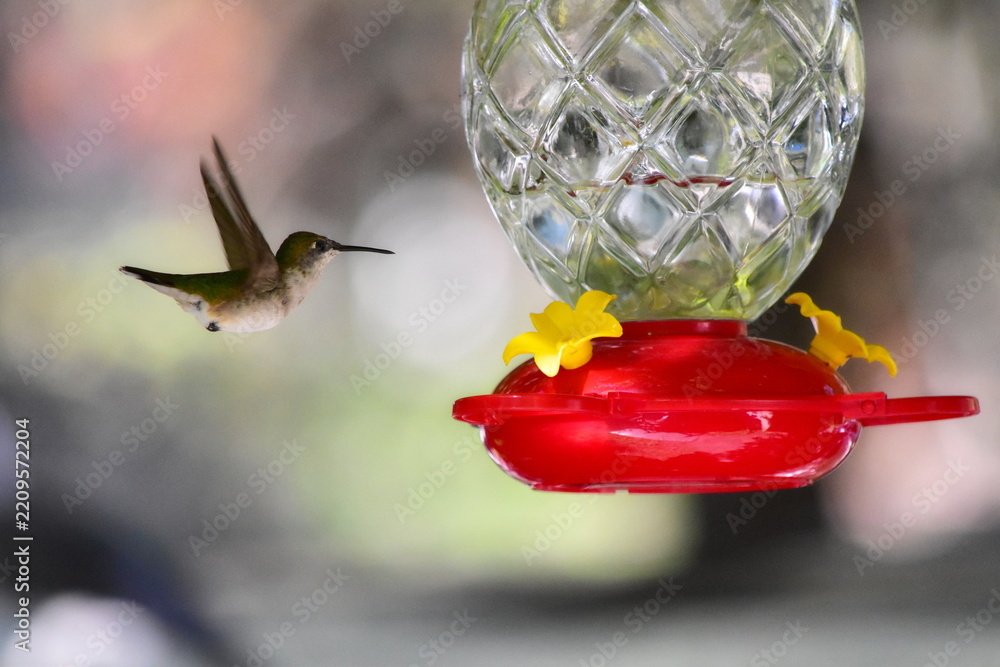 Fototapeta premium Hummingbird