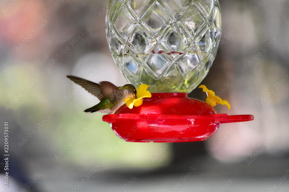 Fototapeta premium Hummingbird